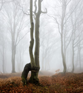 Geheimnisvoller Wald im Nebel, bizarr verwachsene kahle Buchen, Herbst, Erzgebirge, Tschechien Geheimnisvoller Wald im Nebel, bizarr verwachsene kahle Buchen, Herbst, Erzgebirge, Tschechien